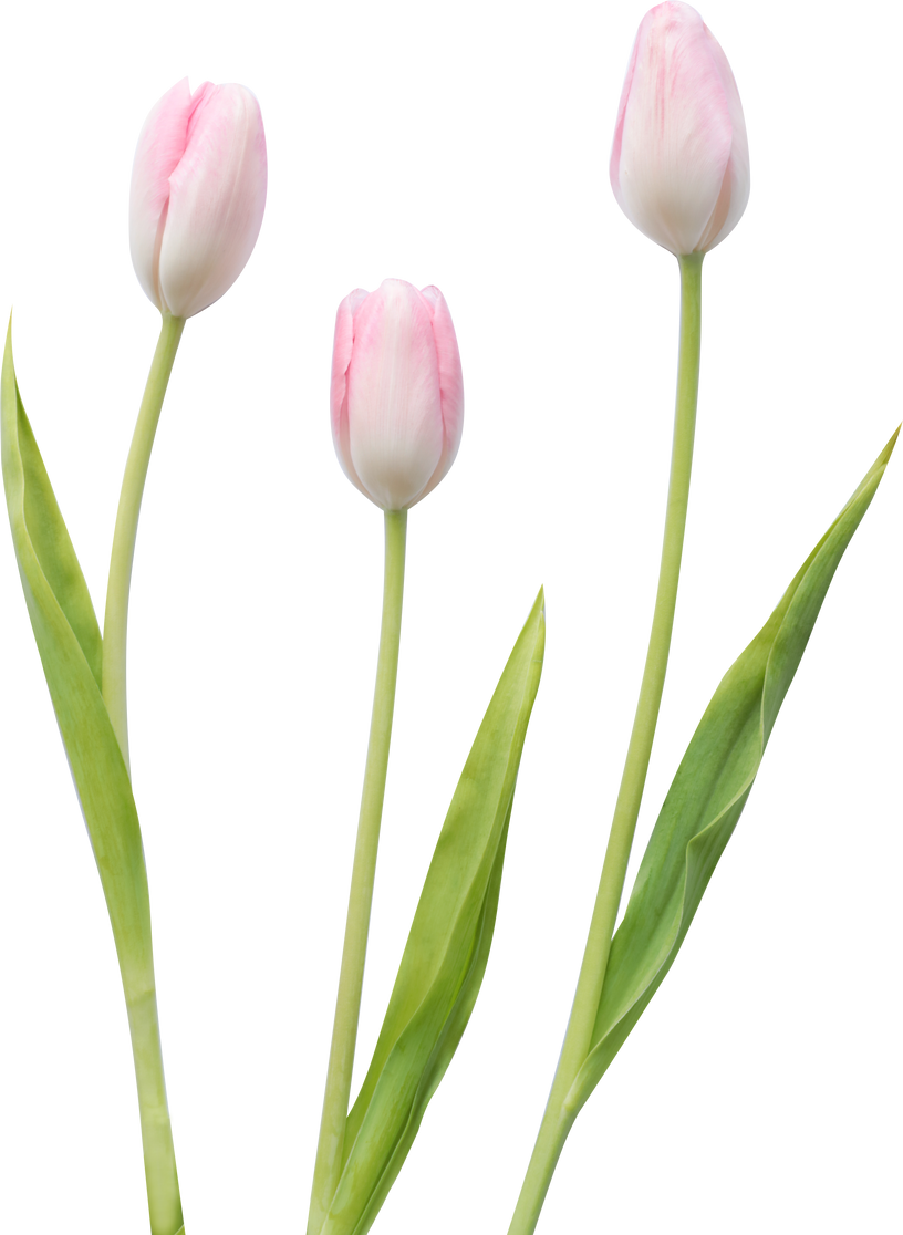 Three Tulips with Stems and Leaves