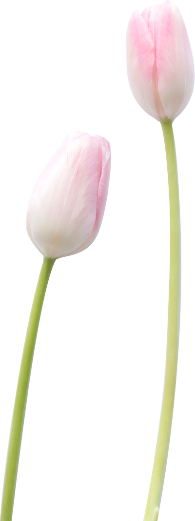 Two Tulips with Stems